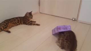ティッシュ箱に顔を突っ込んだベンガル猫のテト