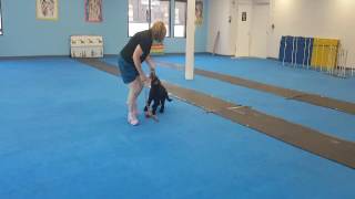 Storm First Flyball Practice