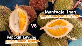 Jungle Durian Papakin Layung durio Dulcis Hybrid Vs Mantuala Inan durio Kutejensis Hybrid