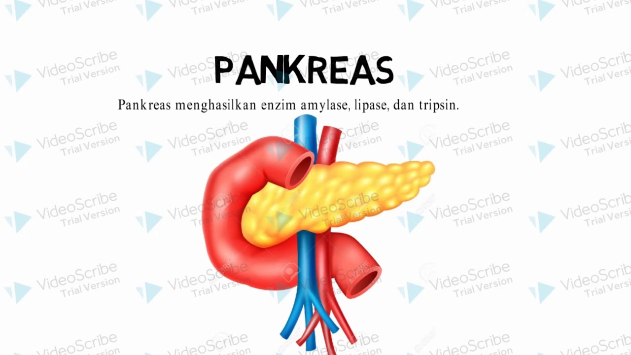 Gambar Organ Organ Penyusun Sistem Pencernaan Manusia Info Terkait Gambar