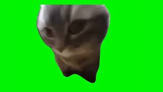 Chipi Chipi Chapa Chapa Cat Meme (Green Screen)