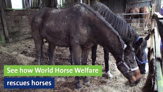See how World Horse Welfare rescues horses