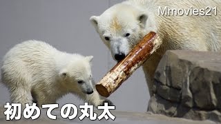 First log play,Polar Bear cub 初めての丸太に大健闘　ホッキョクグマ