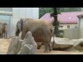 African and Asian Elephants - Zoo Augsburg