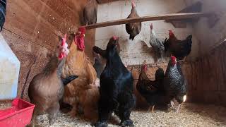 chicken winter coop inside nice england during