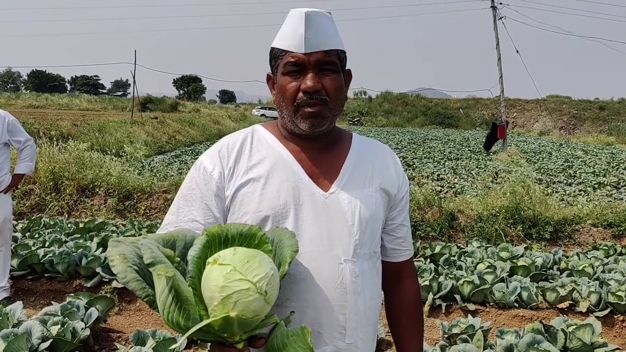 Soil charger tech. 🥬 ₹ 31/-प्रती किलो कोबी 👏केमिकलने मारले व सॅाईल चार्जरने तारले 🙏