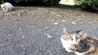 三毛猫をナデナデしたら片目の白猫にシャー言われた