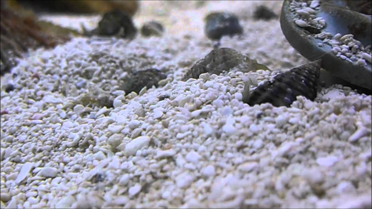 Nassarius Vibex Snail burrowing in sand. YouTube