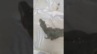 giganotosaurus vs ankylosaurus