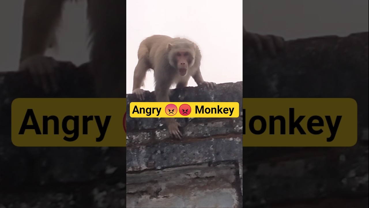 Angey Monkey Attack On 😠😱 Me 