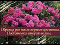 Обрезка роз после первого цветения. Подготовка второй волны.