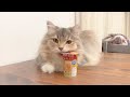 The reaction of cats eating Churu Tower on their 1st birthday is too cute Siberian