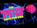 Nervous System Quiz