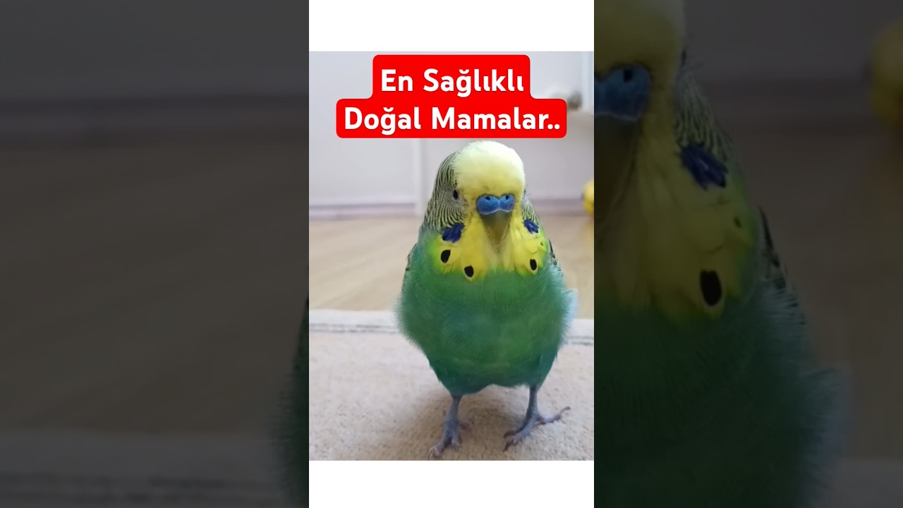 Kuşlar İçin En Sağlıklı 5 Doğal Mama #muhabbetkuşu #birds #muhabbetkuşufıstık #parrot #birdsong