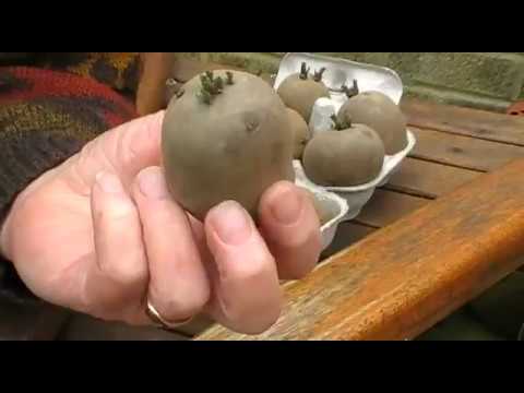 Video: Chitting Khoai tây: Cách nảy mầm khoai tây để trồng sớm