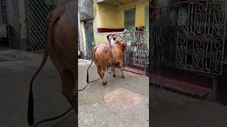 Final Shower Before Eid  bdbulls