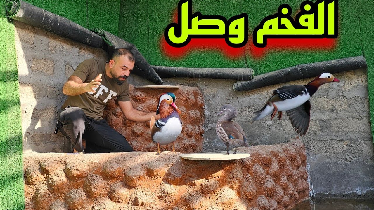 بط المندرين يدخل المزرعة #ارام_موسى 