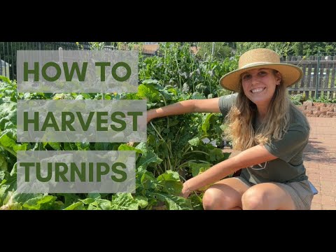 Video: Ropehøst – når er neper klare for plukking