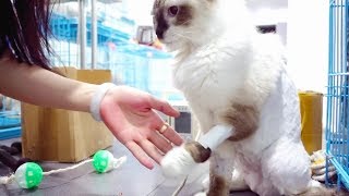 患上猫传腹第18天收到零食很开心我可是只会握手的小猫咪哦 李喜猫