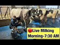 Live milking morning time at sahib dairy farm  call9518055688