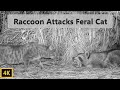 Raccoon attacks feral cat