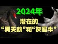 ✨ 2024年，潜在的“黑天鹅”和“灰犀牛”...