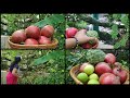 Harvesting fruits from my Terrace Garden/Rooftop harvesting/ Organic/Bengaluru, Karnataka