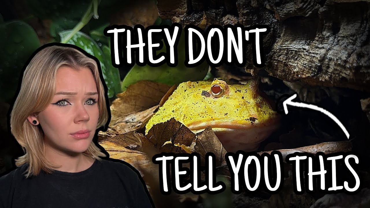 10 фактов о Pacman Frog Care, о которых вам никто не расскажет...