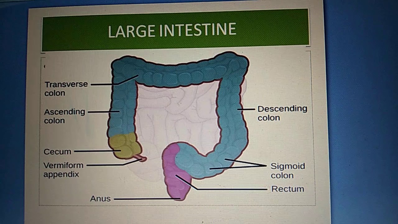 Human internal body parts - YouTube