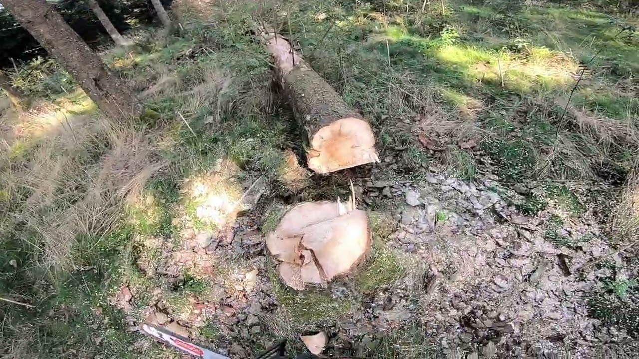 Fichten zufällen #husqvarna #572 #560 #stihl #462