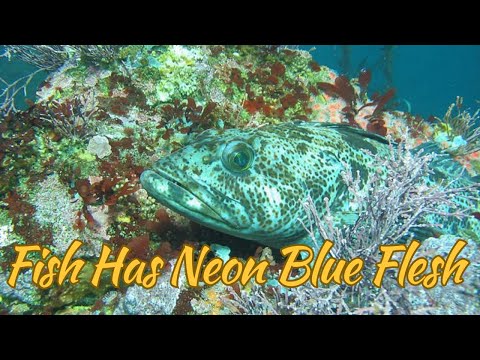The Mystery of the Blue Lingcod: Why Some Fish Have Neon Flesh