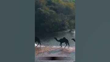 تلاوه نجديه🤎