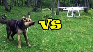 German Shepherd Dog Meets DJI Phantom 4 Quadcopter For The First Time  Dog vs Drone