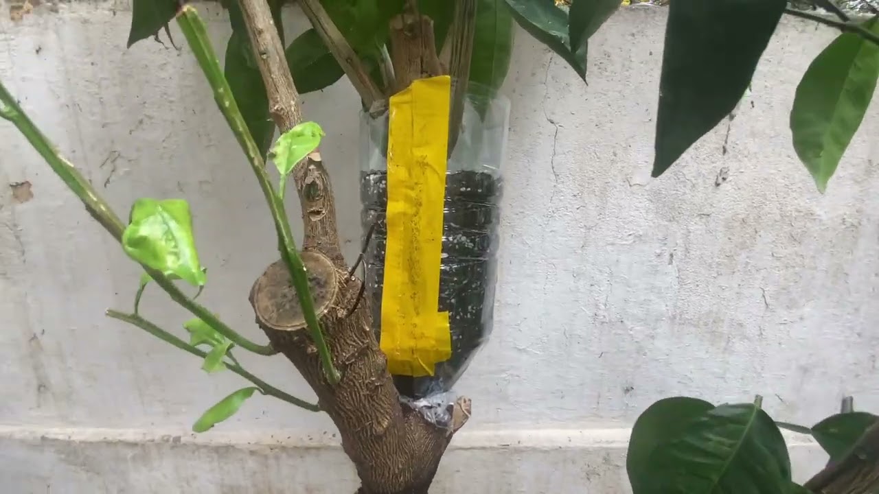 Portakal Ağacı Köklendirme (Havai Köklendirme, Air Layering)