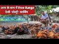 आम के बाग मैं Free Range Poultry Farm | Desi Poultry Farm | Free Range Poultry Farming | Ffg Chicks