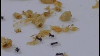Ant colony can write messages thanks to swarm intelligence!!