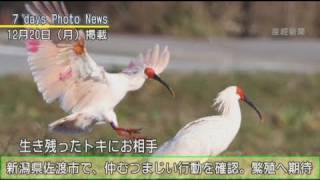 今日の産経新聞　12月26日 週刊写真ニュース