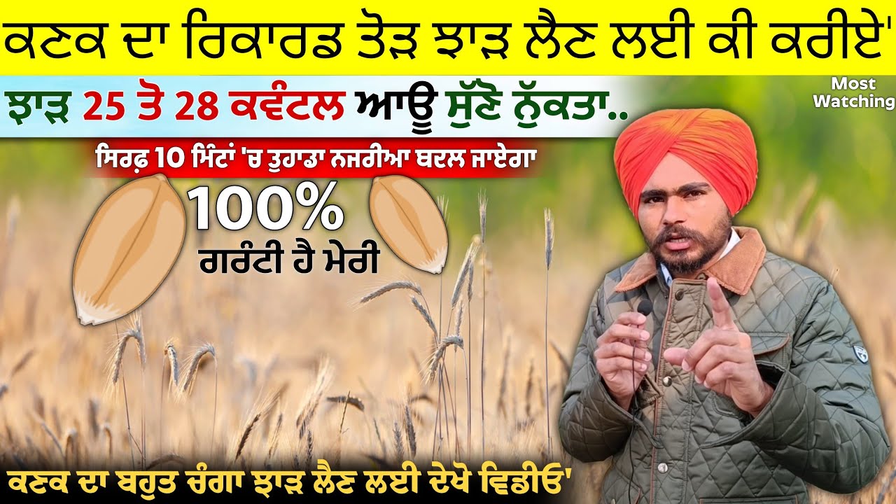 ਕਣਕ ਦਾ ਝਾੜ 25 ਤੋ 28 ਕਵੰਟਲ ਆਊ ਸੁੱਣੋ ਨੁੱਕਤਾ • Increase wheat Yield best formula | agri advice