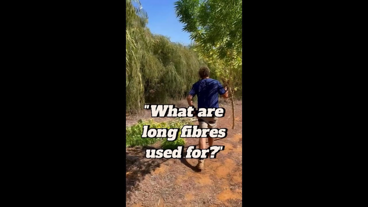 What are long fibres used for⁉️
#Hemp #fibre #Agriculture #farming #Reels #Australia #hempco