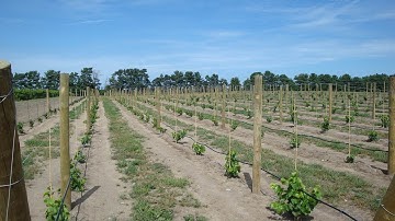 Pruning Grapevines Before and After Planting - Grape Video #25