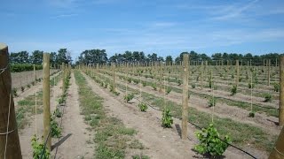 Grape Video 25 -  Pruning Grapevines Before and After Planting