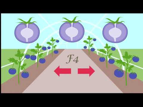 فيديو: لماذا تنتج البذور المؤنثة البذور؟