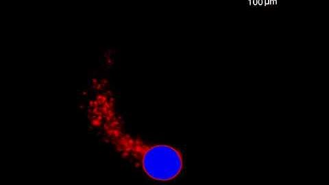 3D printing of cellular structures