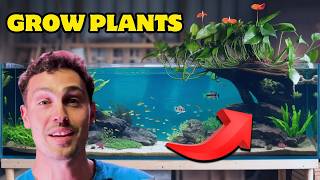 GROW HOUSE PLANTS Out of Your Aquarium WATER!