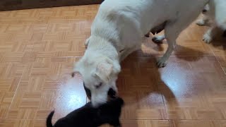 Angry Mother Dog Doesn't Let Her Puppies Approach Orphan Puppy