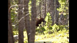 Colorado Muzzeloader Elk Hunt - Midday BUGLE FEST