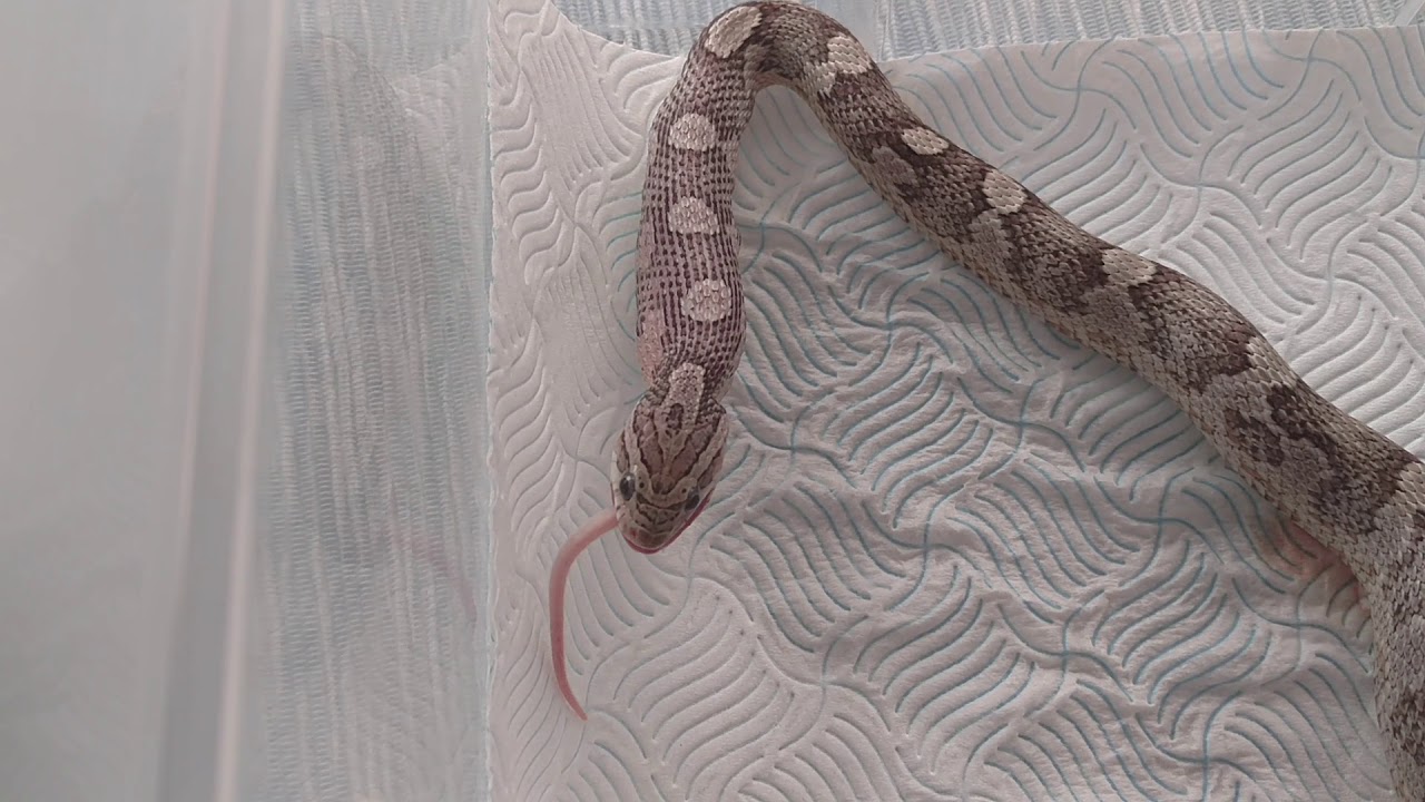 camera iphone 8 plus apk Feeding small mouse to my 14 month old corn snake Anery (start is missing)