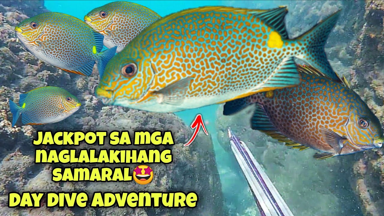 JACKPOT SA MGA NAGLALAKIHANG SAMARAL🤩 DAY DIVE ADVENTURE 