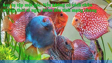 Tại sao cá dĩa chết? Một số bệnh thường gặp ở cá dĩa