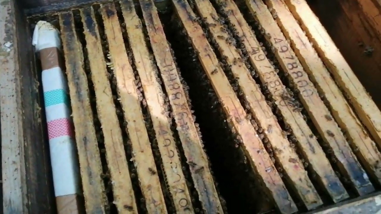 Kimerülőben lévő méh anya, megtermékenyített pete fogyásának jelei.